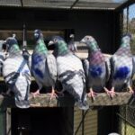Homing Pigeons Use ‘Mental Map’ to Find Their Way Home