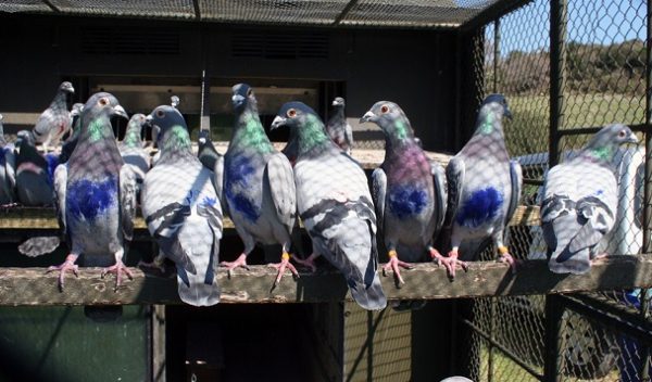 Read more about the article Homing Pigeons Use ‘Mental Map’ to Find Their Way Home